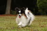 EPAGNEUL PAPILLON 062